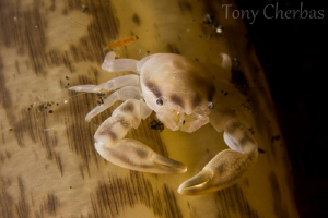 Small Crab on Sea Pen by Tony Cherbas 